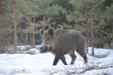 Wildlife of Wild Boar (Sus scrofa) captured in Belarus