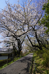 県立 三ツ池公園