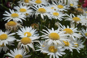 daisies in a garden