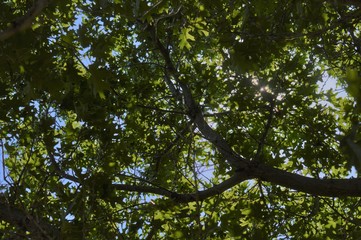 green leaves against blue sky
