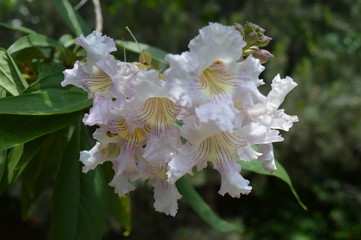 white and pink flowers