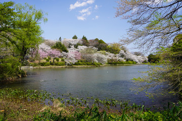 県立 三ツ池公園