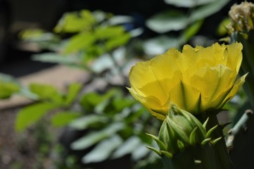 Yellow cactus flower