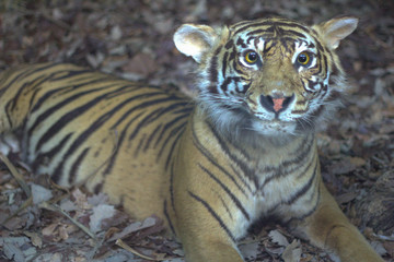 The tiger in the museum