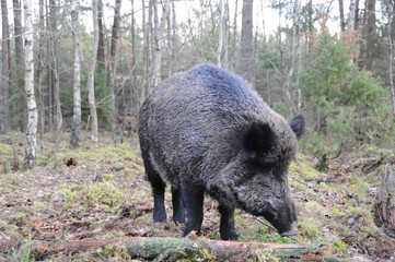 Wildlife of Wild Boar (Sus scrofa) captured in Belarus