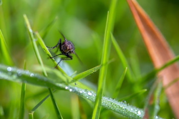 Macro photography of a stable fly on a blade of grass. Captured early in the morning in the Andean mountains of central Colombia.