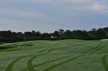 Obraz premium Morning Dew Covered Golf Fairway Showing Golf Cart Tracks that Scattered