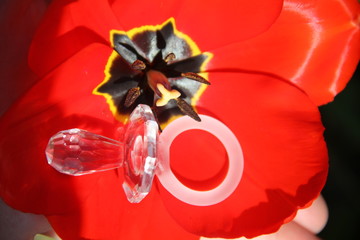 Cristal transparent glass nipple symbol for new born in a red tulip