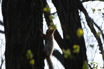 Squirrel on a tree trunk in the spring forest basks in the sun
