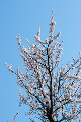 White apricot flowers densely cover tree branches against a blue sky