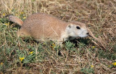 Wild prairie dog