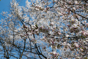 満開の松前早咲桜