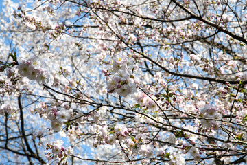 満開の松前早咲桜