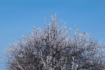 A tree strewn with white flowers apricots on a background of blue sky