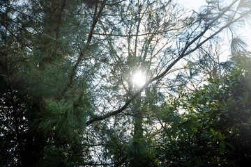 Obraz premium View through spring pine needles of sunlight cinematic flare