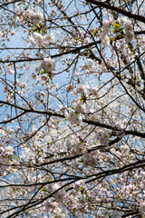 満開の松前早咲桜