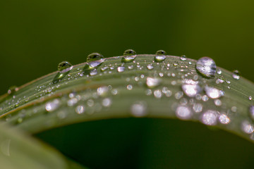 Macro photography of blades of grass covered in dew drops, captured early in the morning in the Andean mountains of central Colombia