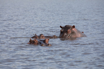 hippopotamus head submerging water