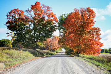 A gravel road traveling between several large autum coloured trees.