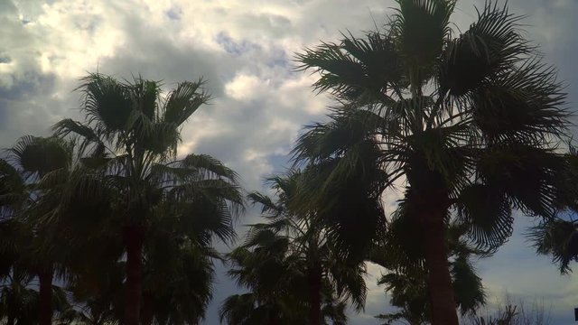 Palm trees in the spring wind. Cloudy sky and swinging palm leaves.