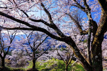 春の桜山公園
