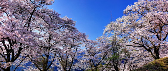 Obraz na płótnie Canvas 春の桜山公園