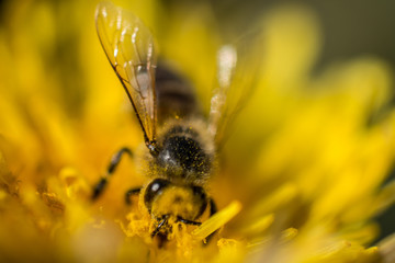 Bee collecting pollen from a dandelion