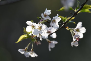 Cherry blossoms in full bloom / Traditional japanese spring scenery.