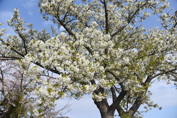 Cherry blossoms in full bloom / Traditional japanese spring scenery.