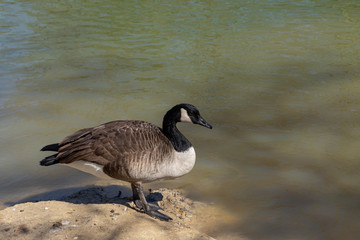 A Canadian Goose dabbling on the edge of the the pond at Bluebird Gap Farm park in Hampton, Virginia.