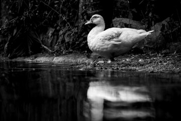 White duck in black and white