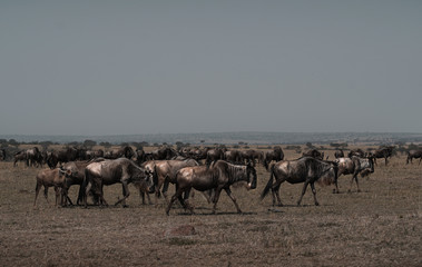 Fototapeta na wymiar herd of wildebeest in serengeti national park tanzania