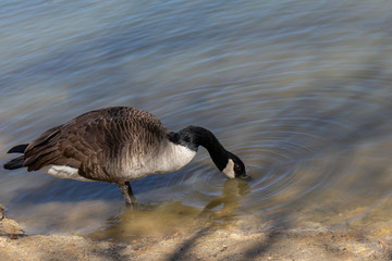 A Canadian Goose dabbling on the edge of the the pond at Bluebird Gap Farm park in Hampton,...
