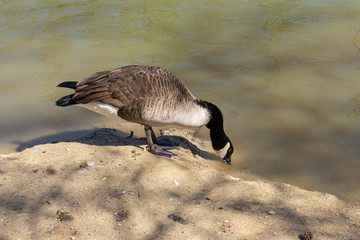 Naklejka na ściany i meble A Canadian Goose dabbling on the edge of the the pond at Bluebird Gap Farm park in Hampton, Virginia.