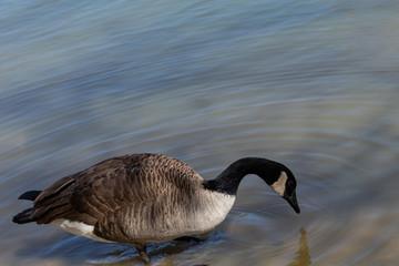 A Canadian Goose dabbling on the edge of the the pond at Bluebird Gap Farm park in Hampton, Virginia.