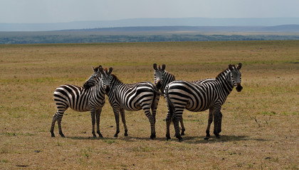 Obraz na płótnie Canvas zebras in the serengeti
