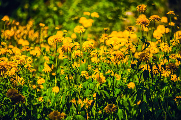 Yellow flowers in the flowerbed