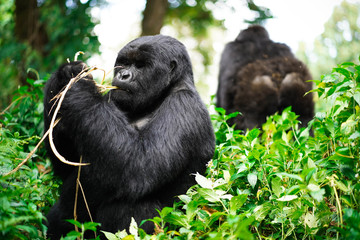 Gorillas Feeding, Rwanda