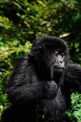 Obraz premium Baby Gorilla