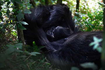 Gorilla in the shade