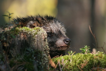 Raccoon dog (Nyctereutes procyonoides) captured in Belarus