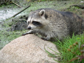 Raccoon dog (Nyctereutes procyonoides) captured in Belarus