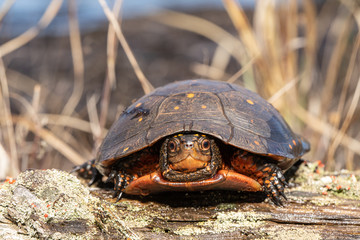 Spotted turtle basking on a log - Clemmys guttata