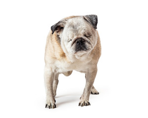 Blind pug with no eyes stands isolated