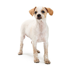 Curious mixed breed small white dog isolated