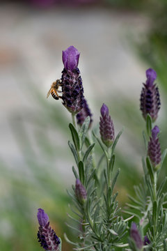 Macro image of a Honey bee on a Lavender Flower