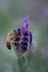 Macro image of a Honey bee on a Lavender Flower