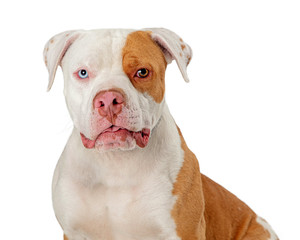 Pitbull dog mixed breed eye color isolated