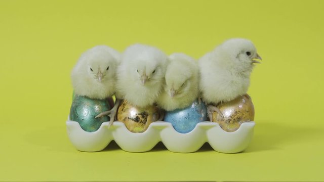 Funy yellow chicks nesting together on easter eggs in tray. Yellow background