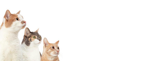Three Cats Looking Into Blank White Web Banner